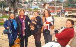 SUBDERE APRUEBA RECURSOS PARA EJECUTAR PLAN DE ESTERILIZACIÓN DE MASCOTAS EN PELLUHUE